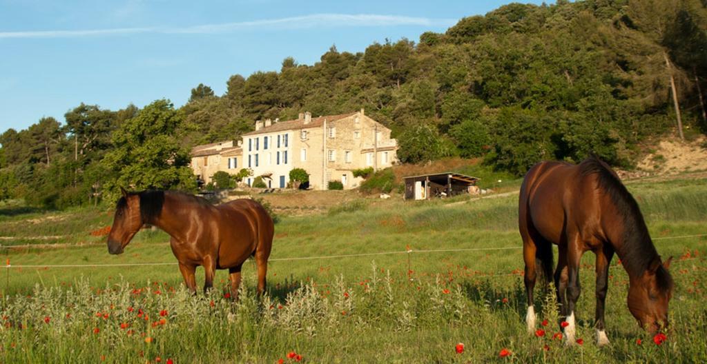 Domaine De Bertrandy Bed & Breakfast Allemagne-en-Provence Ngoại thất bức ảnh